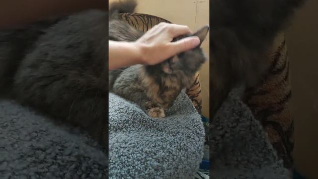 Кошка Глаша ищет любящую семью смотреть онлайн