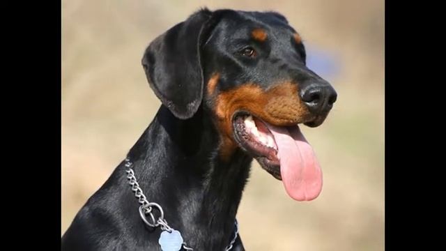 топ 5 самые умные породы собак ( ФОТО)