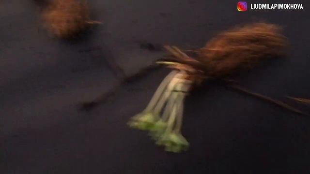 ПОСАДКА КЛУБНИКИ ФРИГО НА ТЕПЛЫЕ ГРЯДКИ смотреть онлайн