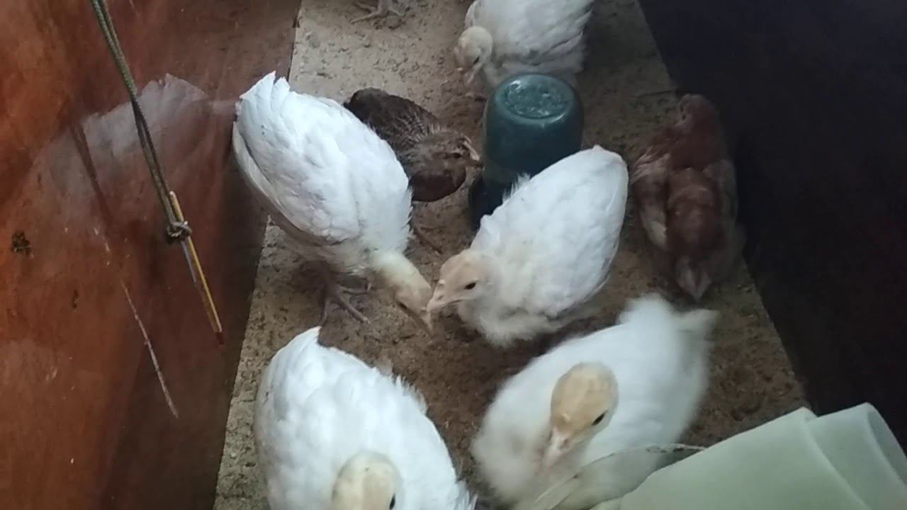 Что делать если индюки не едят смотреть онлайн