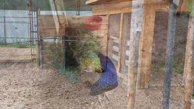 Мини-ЗООпарк в Усть-качке. смотреть онлайн