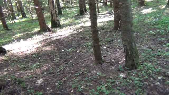 ПРОВЕРИЛ ДВА ЛЕСА. Сбор грибов в Калужской области. Грибы 2022 смотреть онлайн