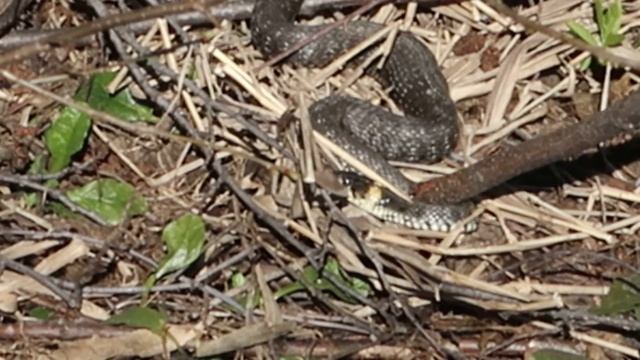 Уж смотреть онлайн