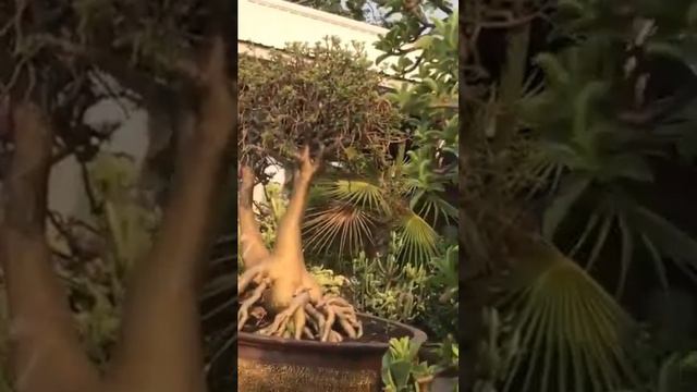 Gigantic Bonsai Flower смотреть онлайн