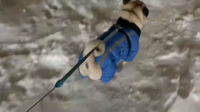 СЕБЕК ИЩЕТ МЕСТО ГДЕ ПОПИСАТЬ ВЕЧЕРОМ МОПС ПОДПИШИСЬ ПЖ) #pug #pugs #мопс смотреть онлайн