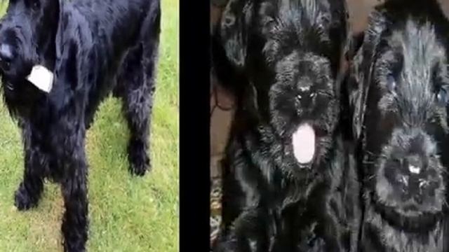 Порода собак Ризеншнауцер смотреть онлайн