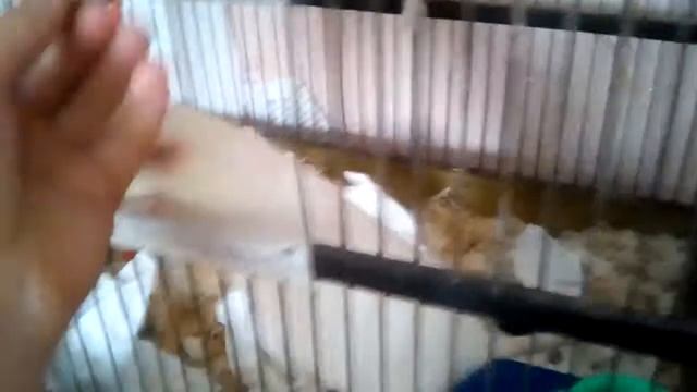 Что делоть если крыса беременна? смотреть онлайн
