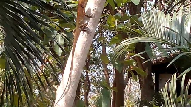 Лесная ящерица Ко Самед смотреть онлайн