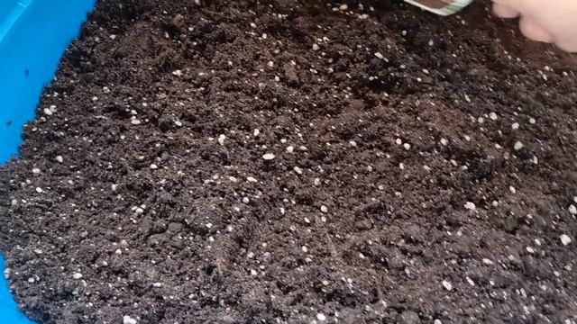 питательный грунт для гиппеаструмов, что ещё добавить смотреть онлайн