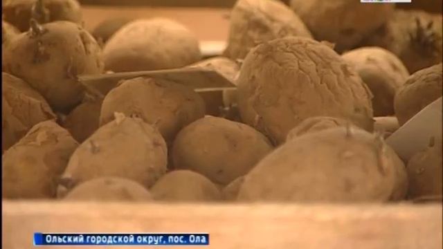 Новые сорта картофеля выводят на Колыме смотреть онлайн