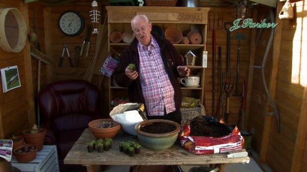 How to Plant Aubrieta: Spring Garden Guide