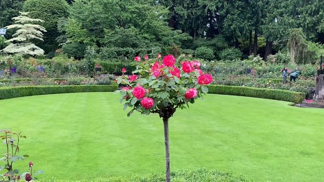 The Butchart Gardens on June 13, 2021 || Beautiful Roses Bloom || Victoria, BC, Canada смотреть онлайн