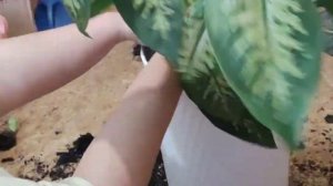 пересадка диффенбахии с заглублением