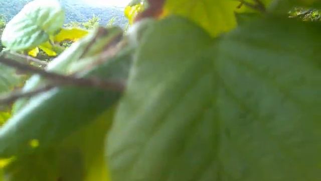 Лягушка на листе. Долина реки Нечепсухо смотреть онлайн