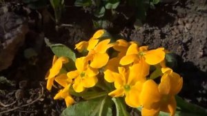 Первые цветы и насекомые весной