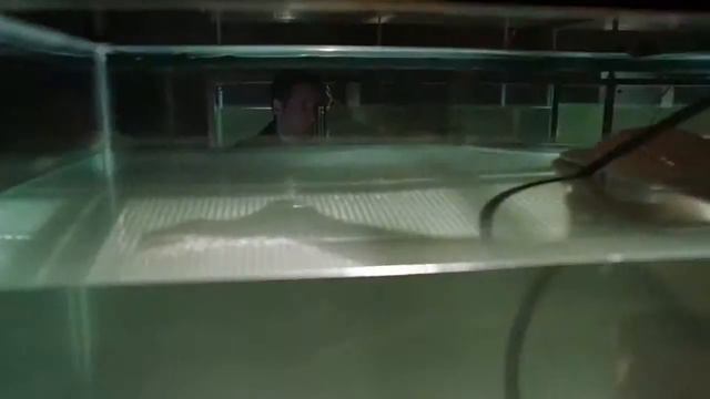 Секретные материалы Перезагрузка 2016 Русский Тизер сериал смотреть онлайн