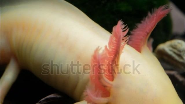 DESCUBRA O AXOLOTE, AS INCRÍVEIS SALAMANDRAS ALBINAS! смотреть онлайн