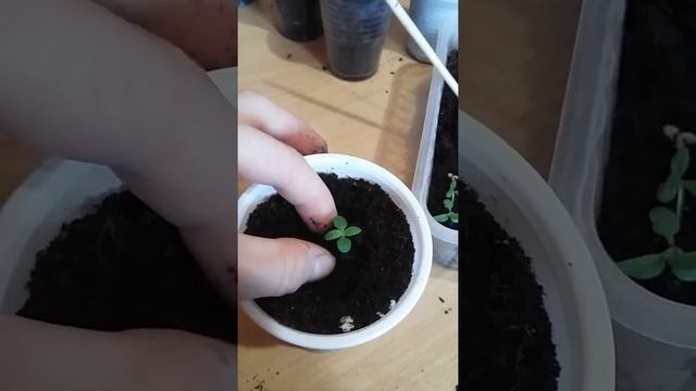 ГЕЛИОТРОП ?ПИКИРОВКА 28.02 ? смотреть онлайн