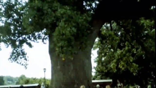 Тюльпановое дерево в Головинке на Черном море Путешествие смотреть онлайн