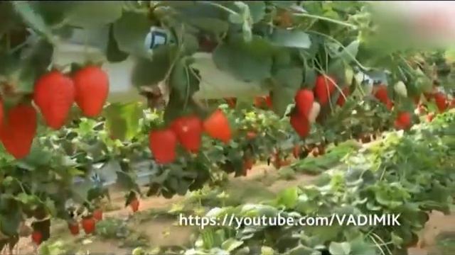 Первая клубника: тестируем ягоды с нитратомером