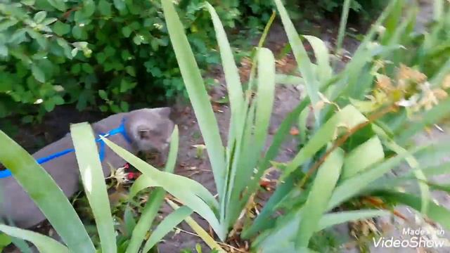 КОРОЧЕ ГОВОРЯ, прогулка глазами кошки. |Tarki Dash| смотреть онлайн