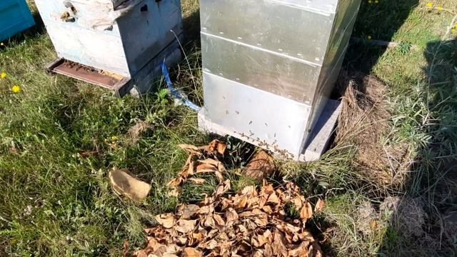 Точок.Медосбор с подсолнуха.??? смотреть онлайн