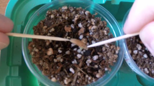 Всходы адениумов) смотреть онлайн