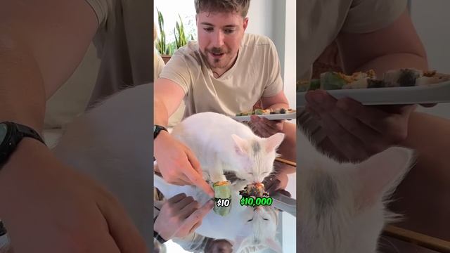 Feeding A Cat $10 Vs $10,000 Sushi смотреть онлайн
