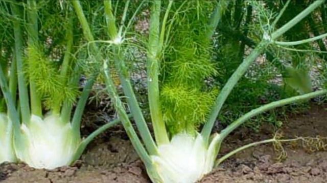 Выращивание фенхеля из семян в открытом грунте как бизнес идея смотреть онлайн