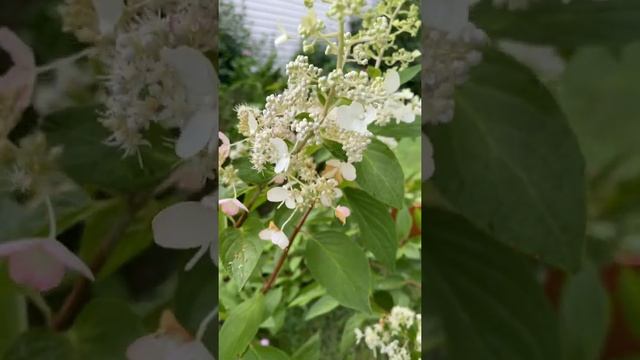 PINKY WINKY HYDRANGEA | HYDRANGEA PANICULATA смотреть онлайн