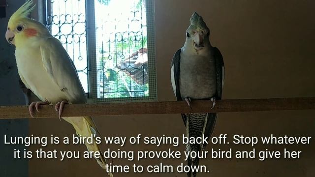 How to Stop Cockatiels from Biting. смотреть онлайн