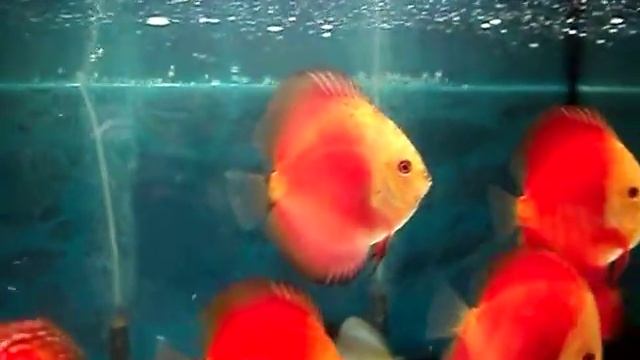 Дискусы кобальты, мальборо пиджены MyDiscus смотреть онлайн