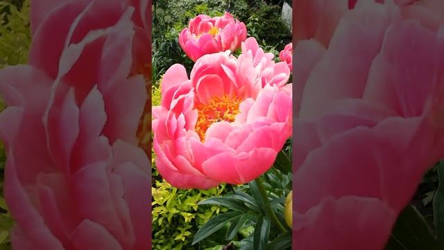 Пион 'Coral Charm' смотреть онлайн