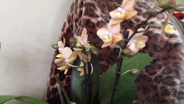 Моя покупка 2 мая 22 года. Фаленопсисы Liodoro и парфюмерная фабрика Scention.Хомяк ликует!?? смотреть онлайн