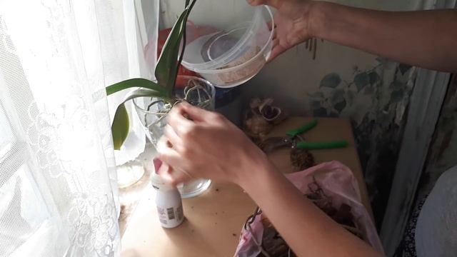 Почему я меняю кору на керамзит/Пересадка орхидеи в закрытую систему/ смотреть онлайн