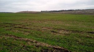 Внесение аммиачной селитры на яровой ячмень