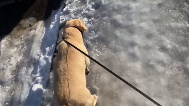 Каток на улице . Потопали гулять . Будьте осторожны ! смотреть онлайн