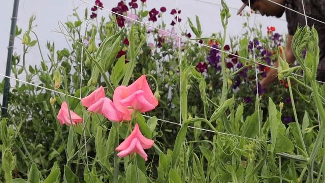 How to Grow Sweet Peas from Seed • Cut Flowers смотреть онлайн