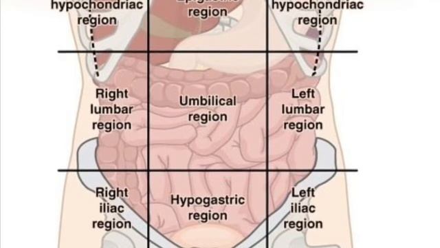 The 9 Abdominal Regions смотреть онлайн
