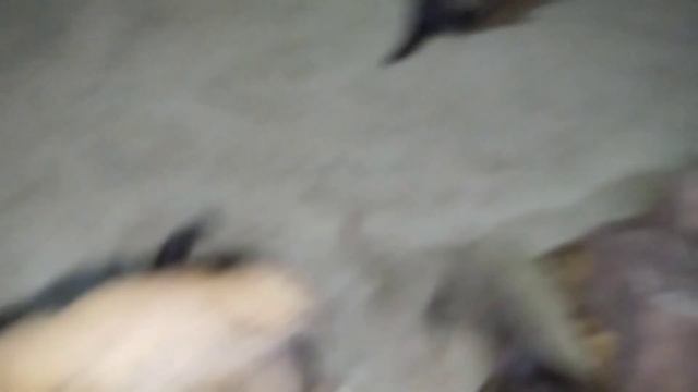 Рост и развитие млекопитающих. День сорок восьмой. смотреть онлайн