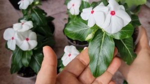 Идеальная рассада Катарантуса - основные правила ухода?