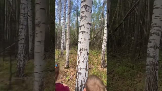 Решили мы как-то пойти в лес за грибами, а там… #влог #гусеницы #нашествие #рек смотреть онлайн