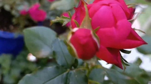 9.09 Edelrose Comeback & Classico Чайно Гибрид. роза Comeback