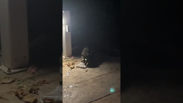 Агрессивный хищник Енот смотреть онлайн