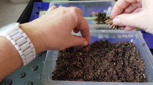 Ранункулюс /Азиатский лютик/Проращивание