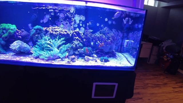My new Maxspect Skimmer Failed! смотреть онлайн