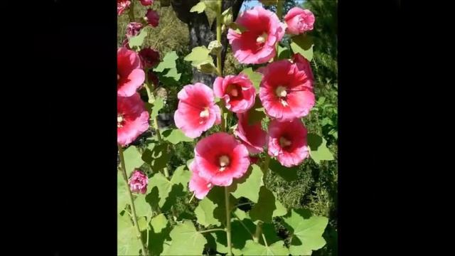 Квітка Мальва смотреть онлайн