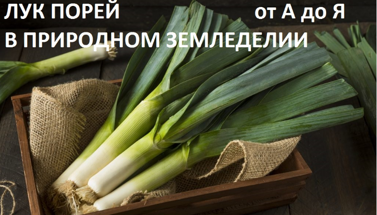 Лук порей от А до Я в природном земледелии. смотреть онлайн