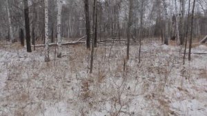Охота на куницу в Омской области с лайкой