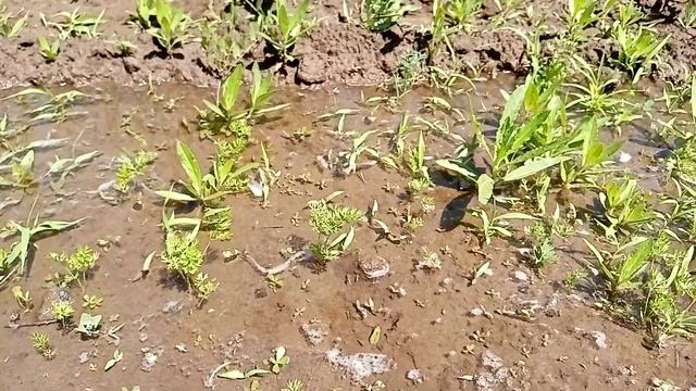 Результат посадки моркови на туалетной бумаге смотреть онлайн